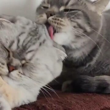 img Două pisici drogate, duse de urgență la un spital din București