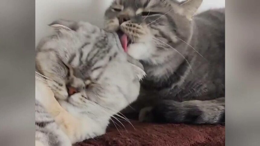 img Două pisici drogate, duse de urgență la un spital din București