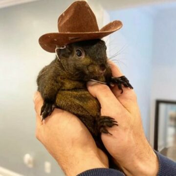 img Veverița Peanut – de la vedetă online la confiscare de către autorități