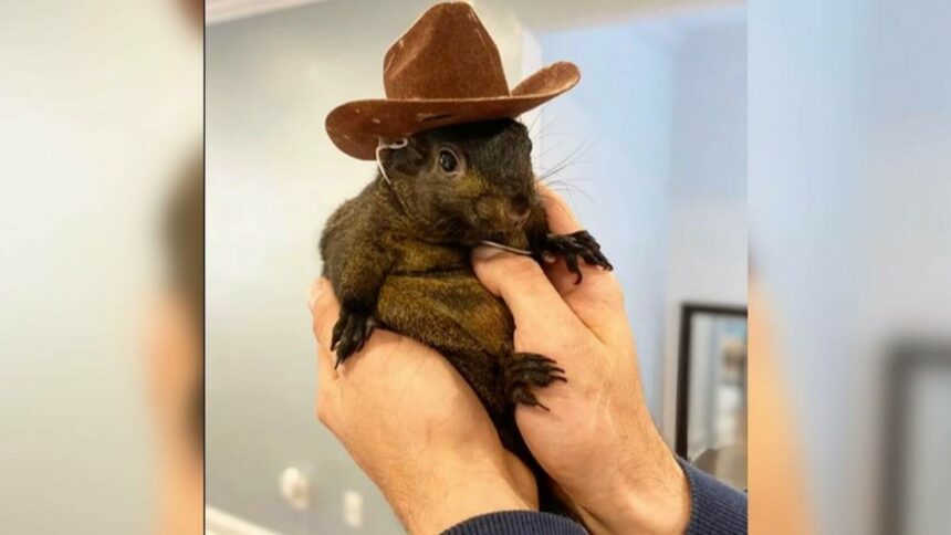 img Veverița Peanut – de la vedetă online la confiscare de către autorități