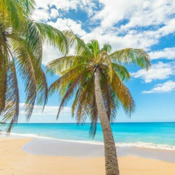 img Epidemie de dengue în Guadelupa: Autoritățile lansează un apel la mobilizare