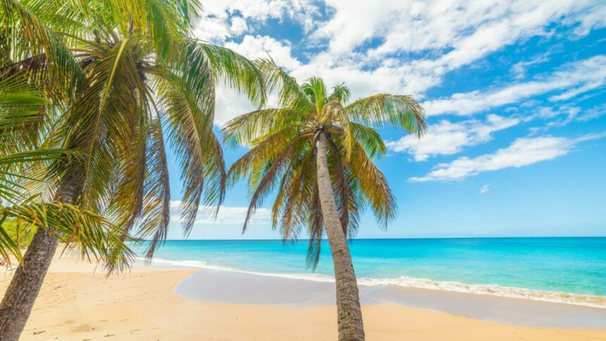 img Epidemie de dengue în Guadelupa: Autoritățile lansează un apel la mobilizare