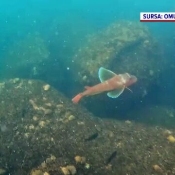 img Revenirea speciilor de pești în Marea Neagră: o perspectivă științifică