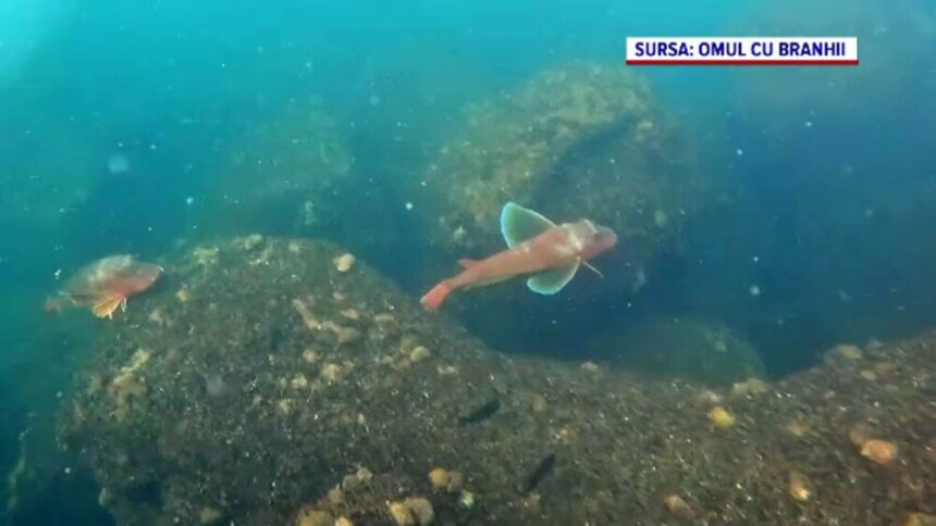 img Revenirea speciilor de pești în Marea Neagră: o perspectivă științifică