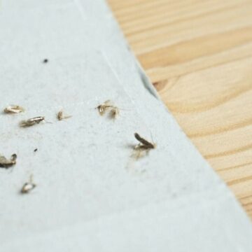 img Fiica unui miliardar acuză că locuința ei a fost infestată de molii și dă în judecată proprietarul