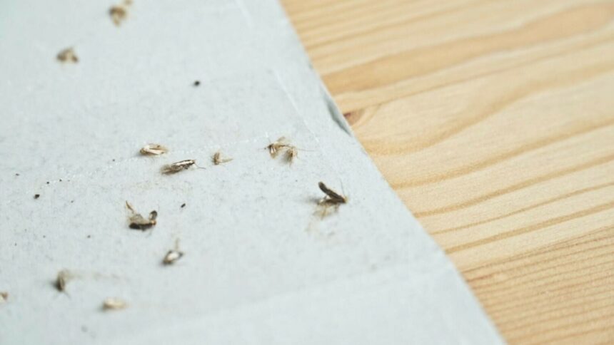 img Fiica unui miliardar acuză că locuința ei a fost infestată de molii și dă în judecată proprietarul