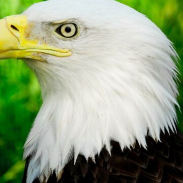 img Vulturul pleșuv – Pasărea națională a Statelor Unite