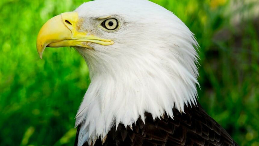 img Vulturul pleșuv – Pasărea națională a Statelor Unite