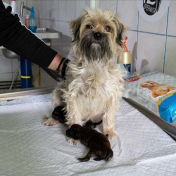 img Combaterea vânzării ilegale de câini pe internet în România