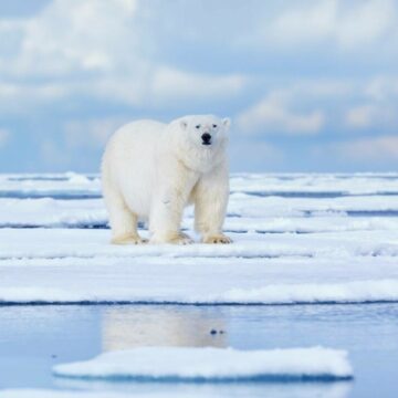 img Eroul din nordul Canadei care a sărit pe un urs polar pentru a-și proteja soția