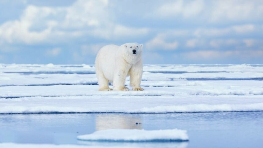 img Eroul din nordul Canadei care a sărit pe un urs polar pentru a-și proteja soția