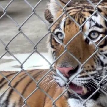 img Tragedie la o grădină zoologică din Pitești