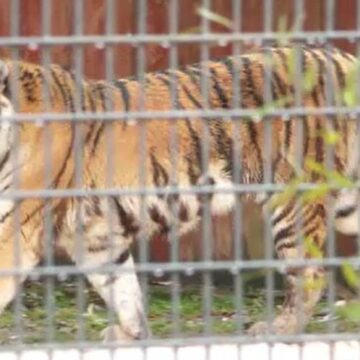 img Tragedia de la Zoo Pitești: Cum s-a ajuns la un incident mortal cu un tigru ucigaș