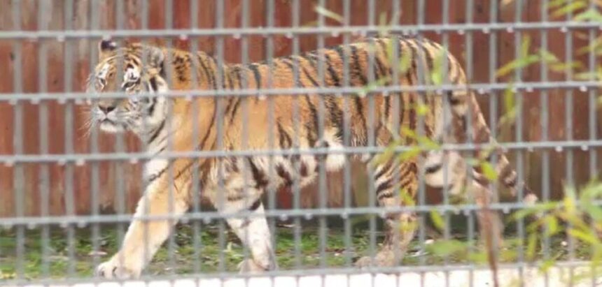 Tragedia de la Zoo Pitești: Cum s-a ajuns la un incident mortal cu un tigru ucigaș