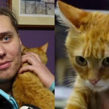 img Povestea uimitoare a fugarului ucrainean și a motanului său Persik