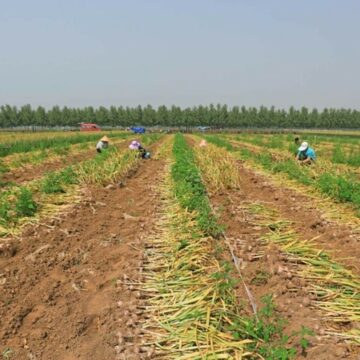 img Cum poate inteligența artificială să ajute fermierii să se adapteze la schimbările climatice