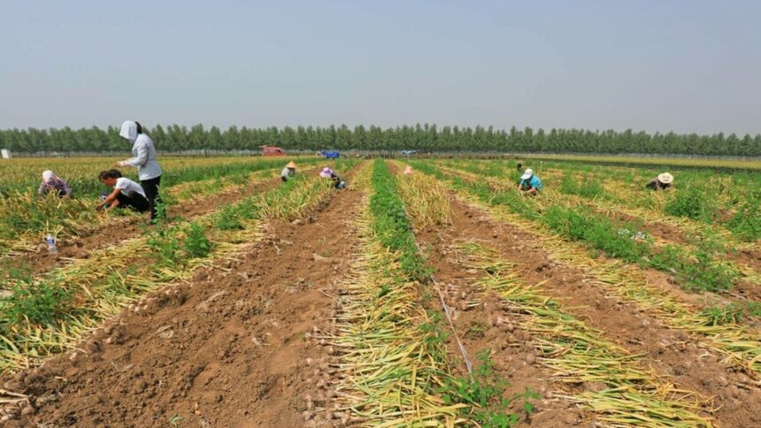 img Cum poate inteligența artificială să ajute fermierii să se adapteze la schimbările climatice