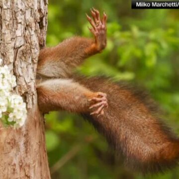 img Veverița câștigă Comedy Wildlife Photography Awards