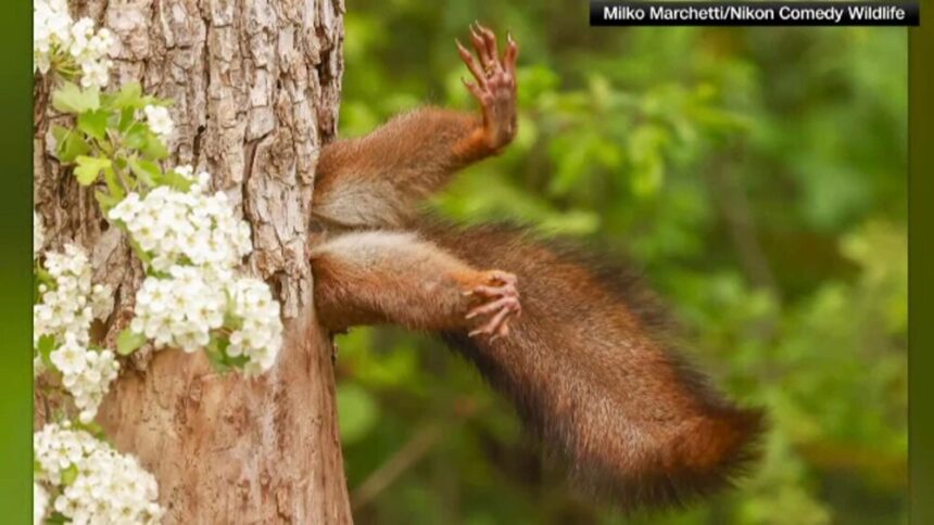 img Veverița câștigă Comedy Wildlife Photography Awards