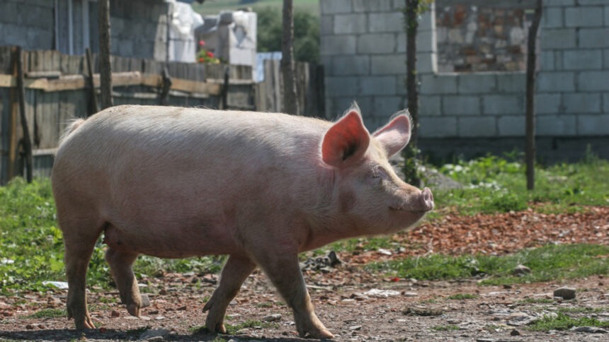 Avertisment de sănătate publică: Trichineloza – boala mortală asociată consumului de carne crudă sau insuficient gătită