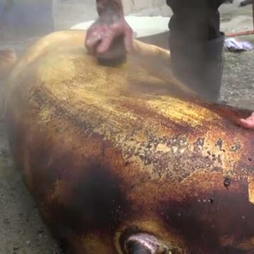 img Tradiția tăierii porcului de Ignat în România