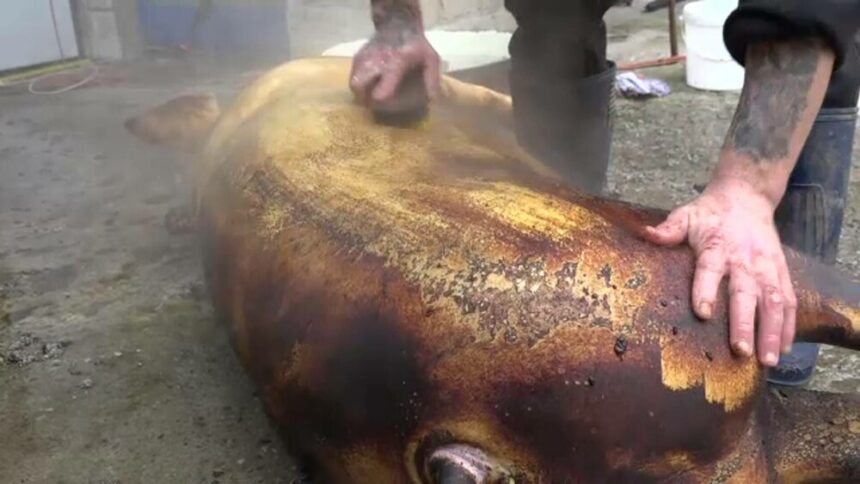 Tradiția tăierii porcului de Ignat în România