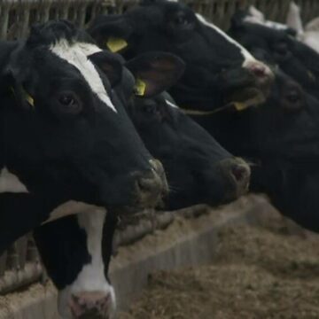 Producția de biogaz, revoluție în agricultură: trei vaci pot asigura gazul unei familii pe tot parcursul unui an