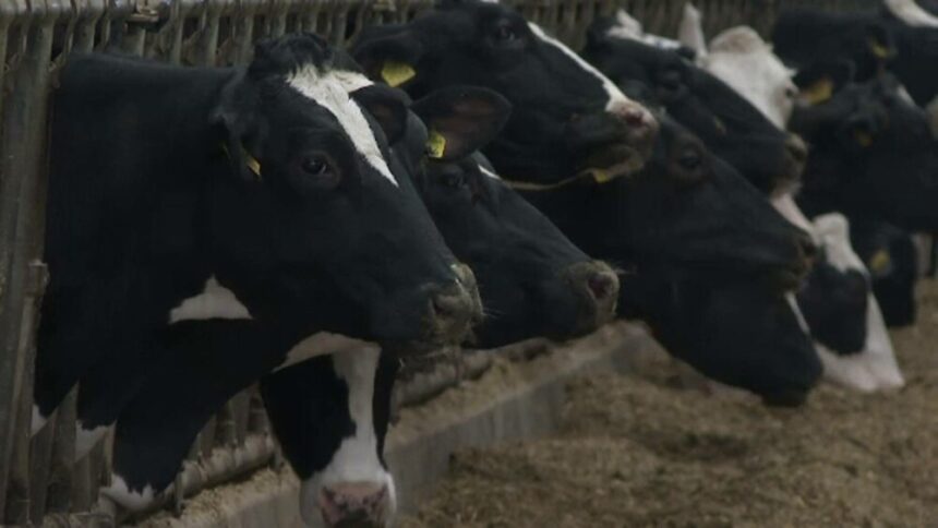 img Producția de biogaz, revoluție în agricultură: trei vaci pot asigura gazul unei familii pe tot parcursul unui an