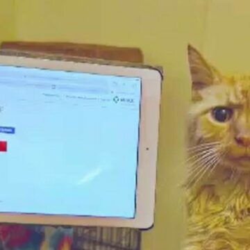 img Reuniune emoționantă de Sărbători: Un motan călător găsit după 11 ani