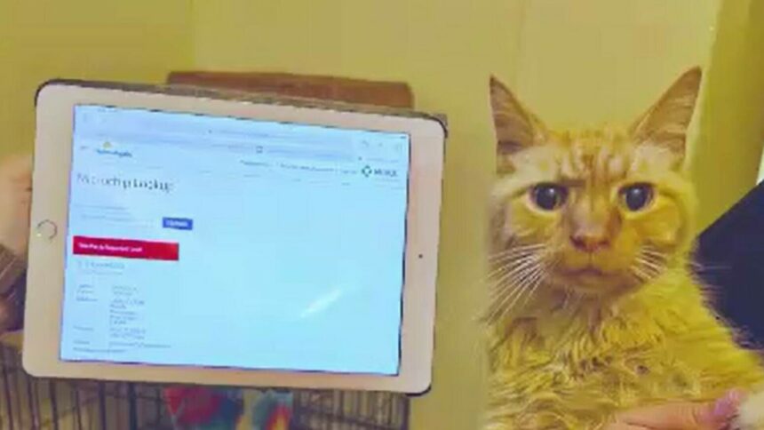 img Reuniune emoționantă de Sărbători: Un motan călător găsit după 11 ani