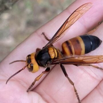 img O nouă specie de viespi gigantice amenință Europa