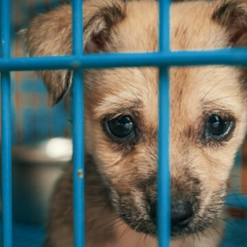 Interzicerea eutanasierii câinilor sănătoși adoptată tacit de Senat