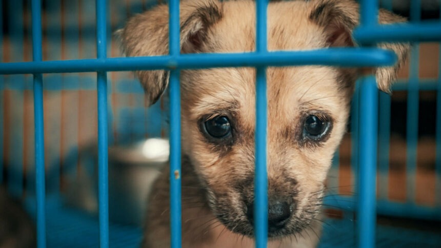 img Interzicerea eutanasierii câinilor sănătoși adoptată tacit de Senat