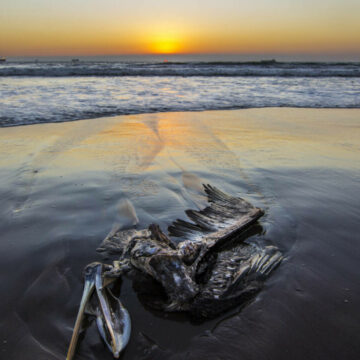 Dezastru ecologic la litoralul rus al Mării Negre