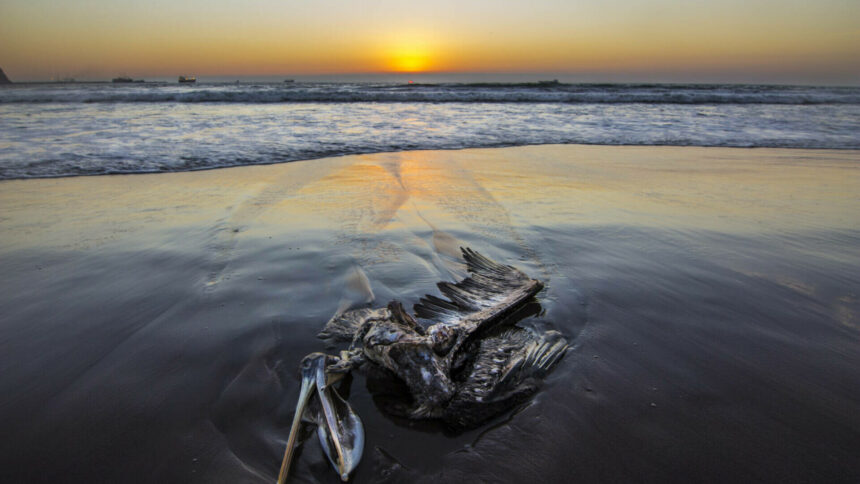 img Dezastru ecologic la litoralul rus al Mării Negre