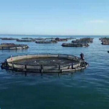 Ferme de pește și fructe de mare în Marea Neagră – o oportunitate pentru România