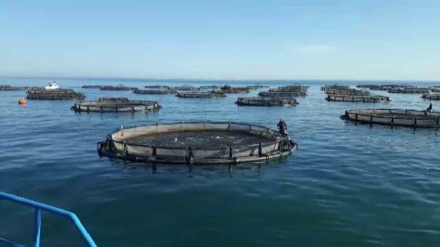 img Ferme de pește și fructe de mare în Marea Neagră – o oportunitate pentru România