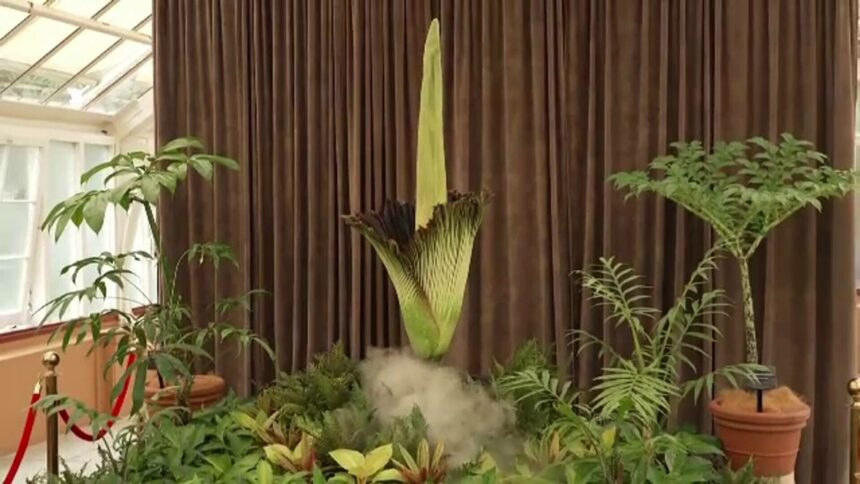 img Floarea din Sydney care miroase ca un cadavru în putrefacție a înflorit după 15 ani