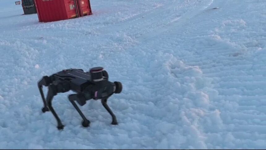 img Câini-robot folosiți tot mai des în China: ajutorul tehnologiei pentru rezolvarea sarcinilor periculoase și salvarea vieților