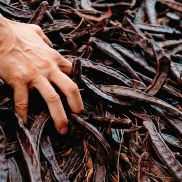 img Beneficiile și proprietățile roșcovelor – alternativa sănătoasă la cacao