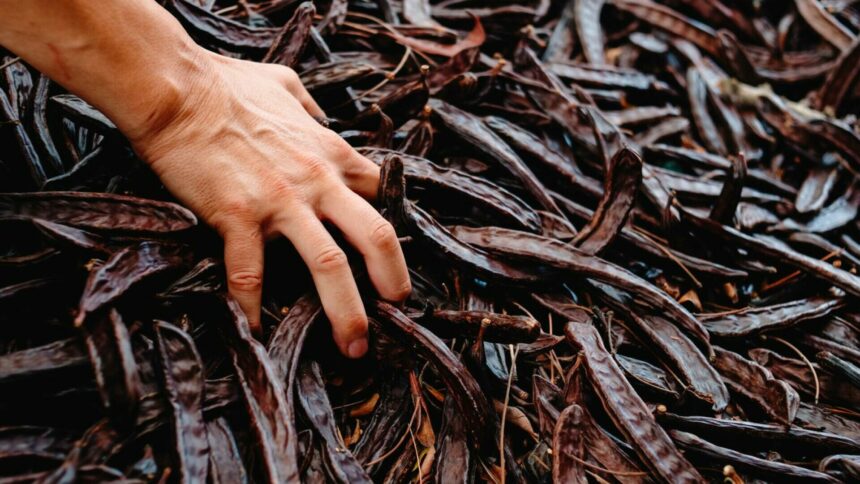 Beneficiile și proprietățile roșcovelor – alternativa sănătoasă la cacao