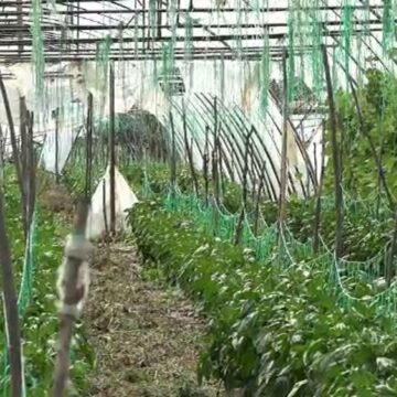 Fermierii ar putea primi până la 200.000 de euro de la stat pentru înființarea de noi sere de legume și fructe