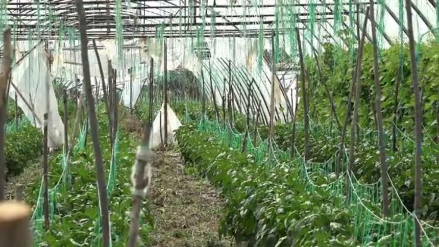 img Fermierii ar putea primi până la 200.000 de euro de la stat pentru înființarea de noi sere de legume și fructe