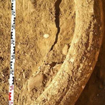 img Descoperire unică în sudul României: Un fildeș de mamut lânos intră în patrimoniul Muzeului Buzău