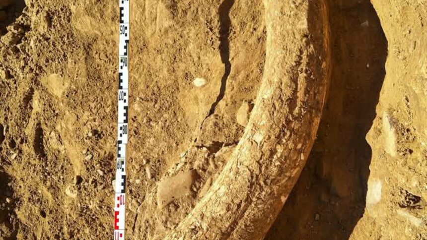 img Descoperire unică în sudul României: Un fildeș de mamut lânos intră în patrimoniul Muzeului Buzău