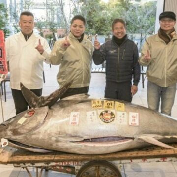 img Ton roșu de 212 kilograme vândut la licitație în Tokyo