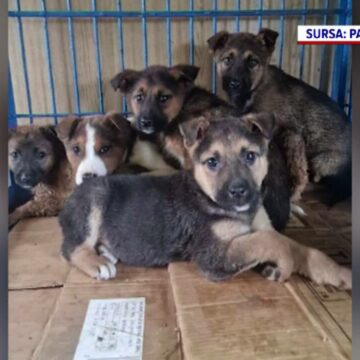 img Creșterea abandonului animalelor în perioada sărbătorilor de iarnă