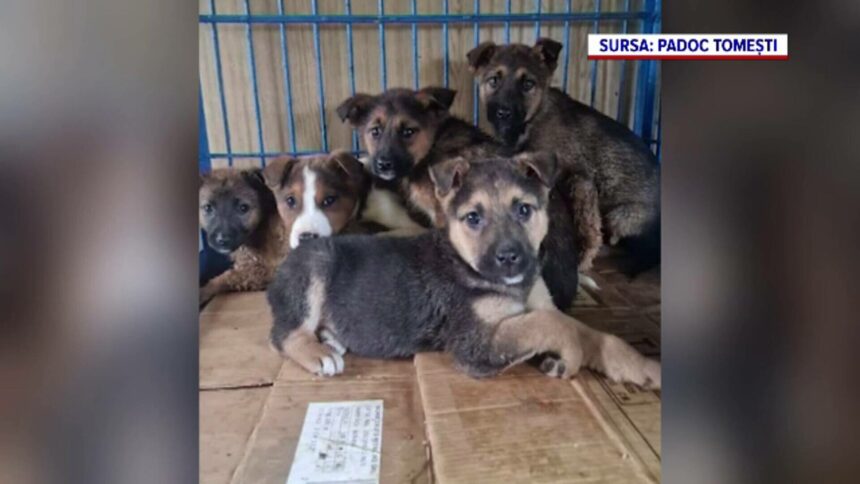 Creșterea abandonului animalelor în perioada sărbătorilor de iarnă