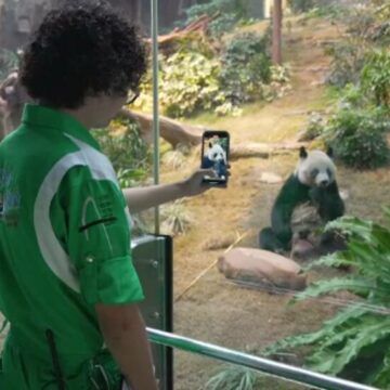 img Îngrijitorul de urși panda din Hong Kong – o poveste distractivă și emoționantă