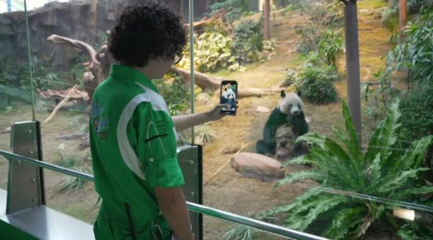 img Îngrijitorul de urși panda din Hong Kong – o poveste distractivă și emoționantă